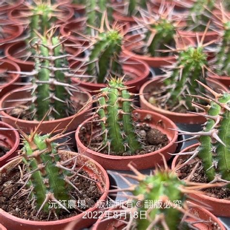 麒麟仙人掌|麒麟仙人掌的秘密：一探這種神奇植物的魅力 – 植物盆栽綠寶典